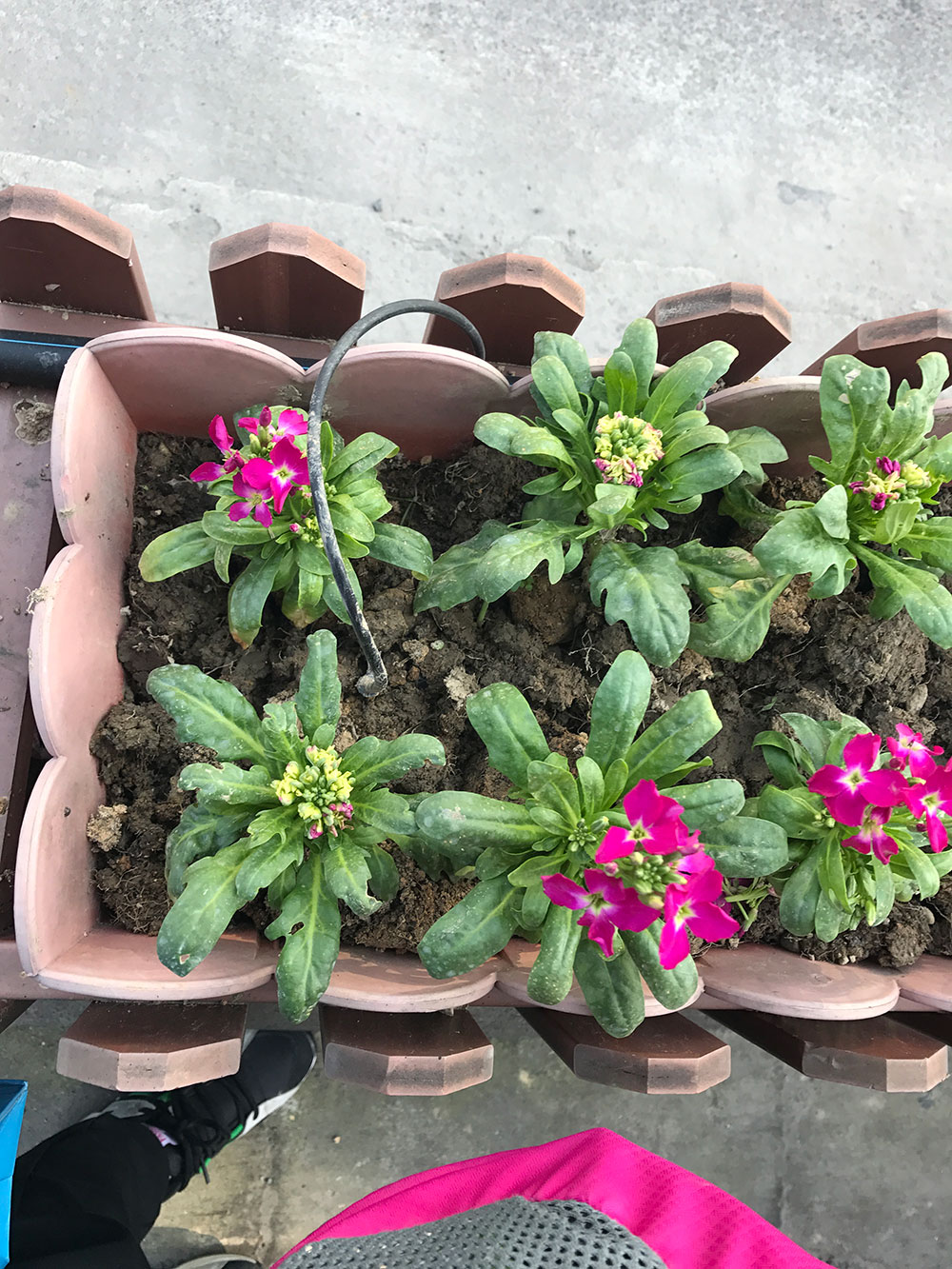 花卉滴箭灌溉