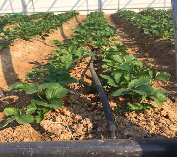 大棚草莓滴灌系统设计