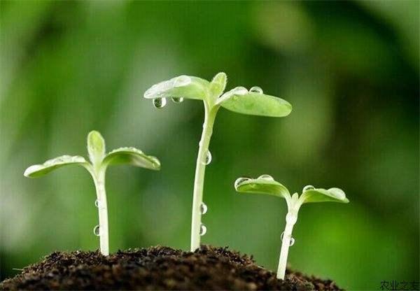 水肥一体化的5种技术模式！大大提高水肥的利用率