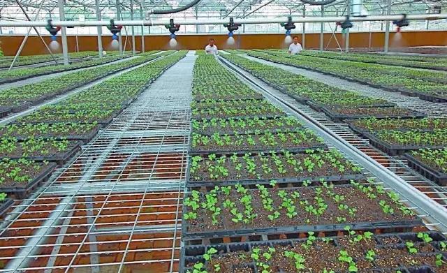 哪种节水灌溉方式最好？滴管、喷灌……选择适合的才是最好的