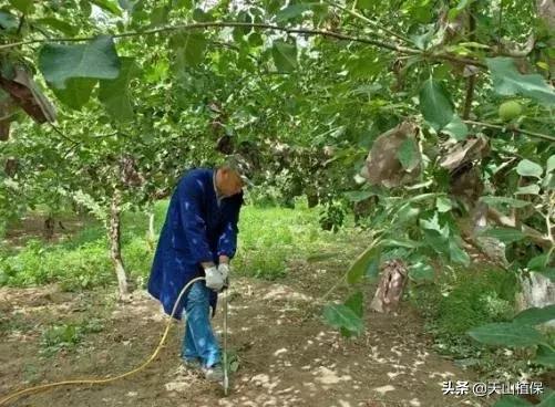 简易水肥一体化施肥，果树追肥的新方法