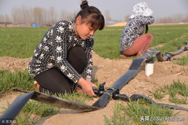 水肥一体化（滴灌）详细全解！为什么滴灌可以省肥30—50%？