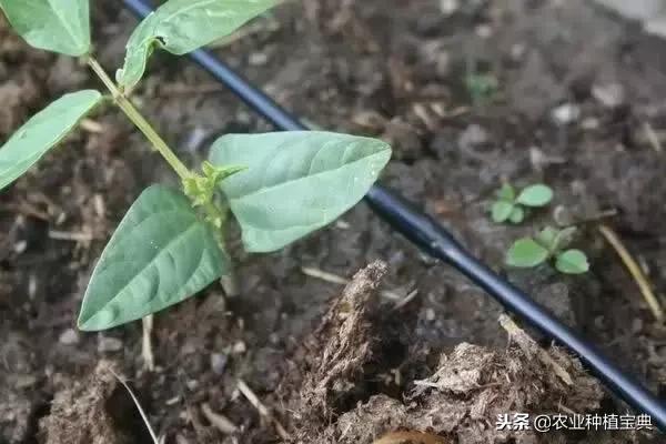水肥一体化（滴灌）详细全解！为什么滴灌可以省肥30—50%？