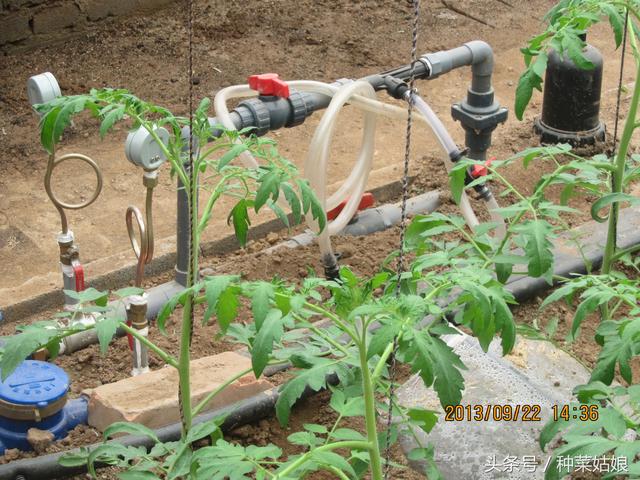 十个滴灌九个崩，农艺师教你科学用好滴灌技术，保证浇地不出错！