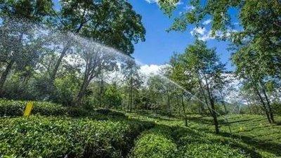 茶叶种植的水肥一体化知识，你知道吗？
