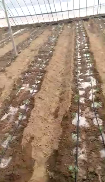贴片式滴灌带